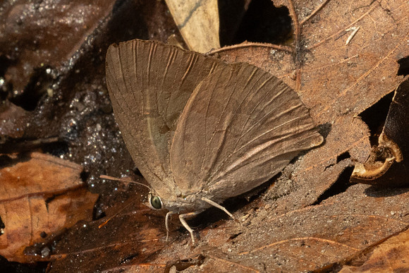 Arhopala rama id--6999 - Doi Suthep - 28/03/24