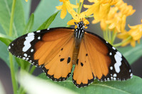 Danaus chrysippus chrysippus-9367 - Bangkok 22/03/23