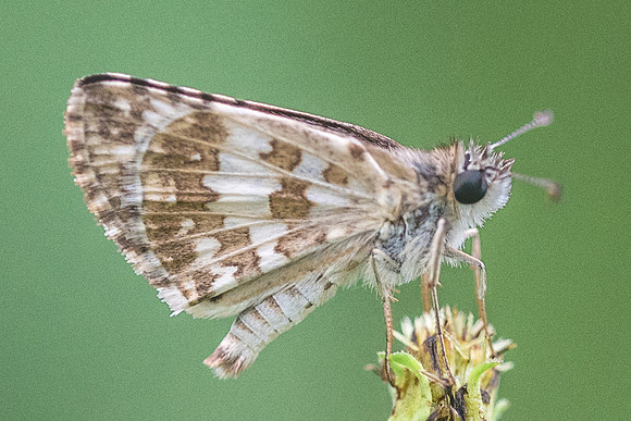 Pyrgus adepta-1665