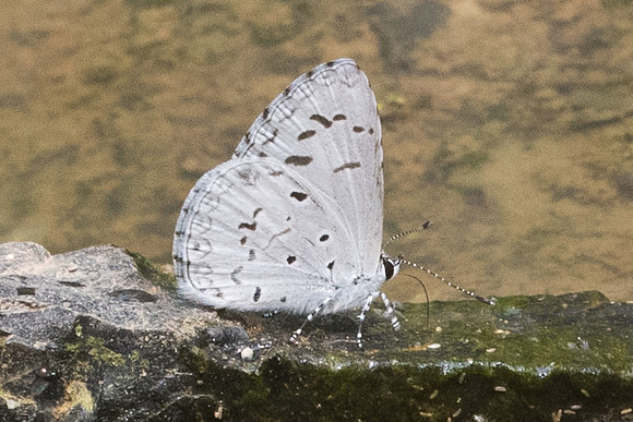 Celatoxia marginata marginata - 9860- Chiang dao - 11/03/23