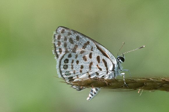 Tarucus callinara-0113 - Ayutthaya - 24/03/23