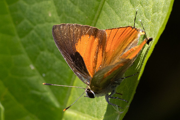 Deudorix epijarbas epijarbas-5372 - Doi Inthanon - 24/03/24
