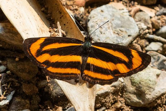 Neptis miah-1709 - Chiang Dao - 18/03/25