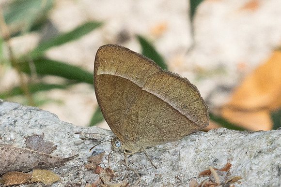 Mycalesis francisca-4846 - Huai Sai Lueang Waterfall (1040m) - 25/03/25