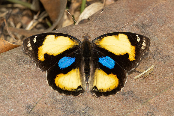 Junonia hierta-4209  - Fang Hot Springs - 21/03/24