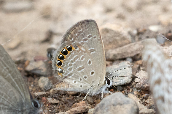 Chilades putli -1640 - Chiang Dao - 17/03/24