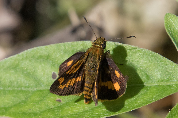 Potanthus ganda - 0391 - Chiang Dao - 16/11/23