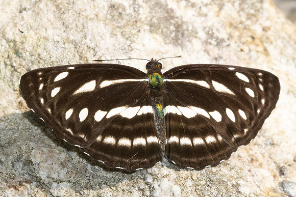 Neptis nata-3579 id? - Huai Sai Lueang Waterfall (1040m) - 23/03/25