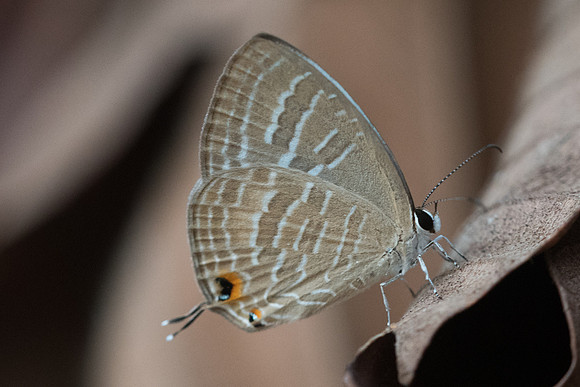 Jamides celeno aelianus-4453 - Doi-Suthep - 9/03/23