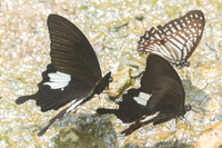 Papilio nephelus-0228 - - Chiang Dao  - 11/03/23