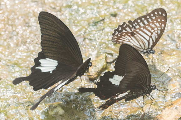 Papilio nephelus-0228 - - Chiang Dao  - 11/03/23