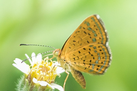 Calephelis sp-1367