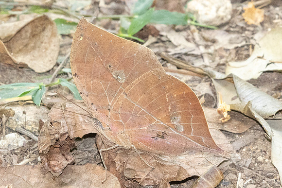 Kallima incognita-5580