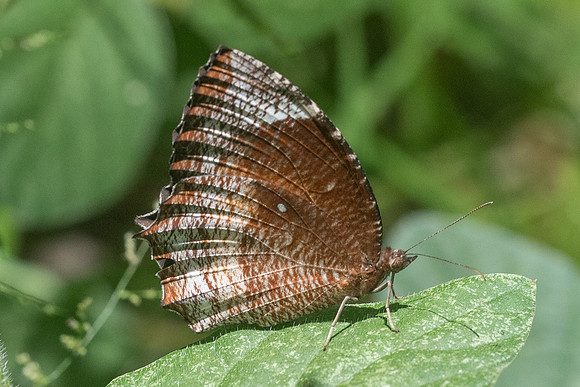 Elymnias hypermnestra-3187 - Chiang Rai - 19/11/23