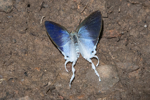 Zeltus amasa-7999 - Chiang Dao - 14/11/23