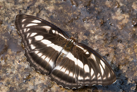 Athyma selenophora ♀ -2824 - Doi-Suthep - 8/03/23