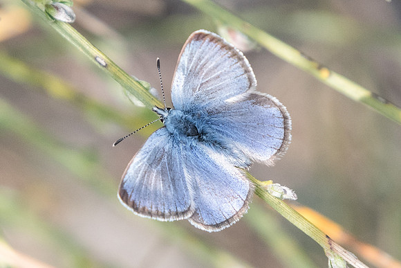 Glaucopsyche melanops-4926