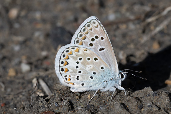 Polyommatus escheri-3092