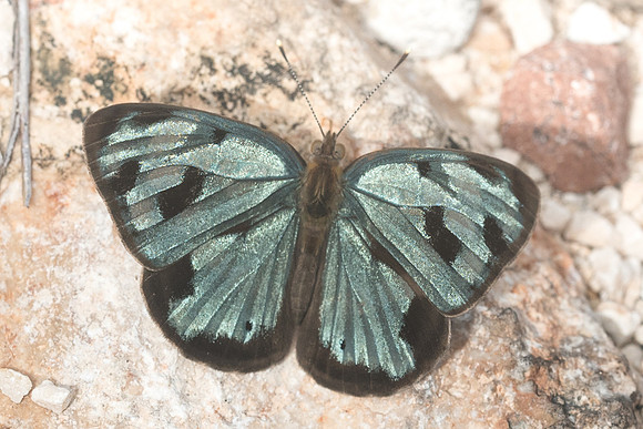 Dynamine postverta-1909