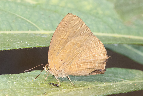 Arhopala oenea-6360 - Doi-Suthep - 27/03/24