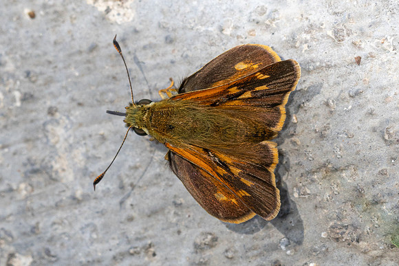 Ochlodes brahma -4991  - Doi Inthanon - 23/03/24