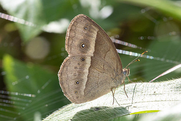 Mycalesis gotama-5085