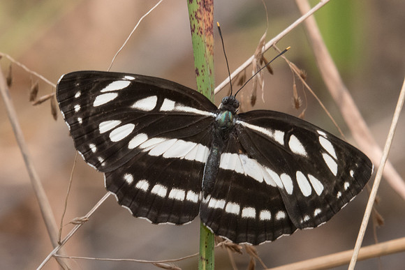 Neptis hylas-0891- Doi Suthep 7/03/23