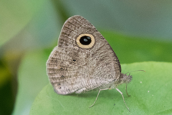 Ypthima nebulosa id--7887 - Chiang Dao - 10/03/23