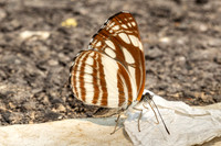 Neptis soma-2483 - Chiang Dao - 18/03/24