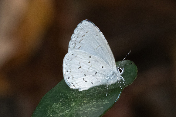 Udara dilecta dilecta-5908 - Doi-Suthep - 25/03/24