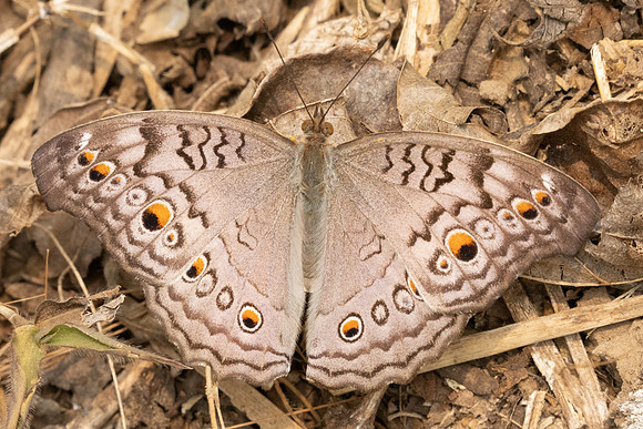 Junonia atlites-2070