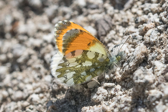 Anthocharis gruneri-7332 - Granitis - 14/04/22