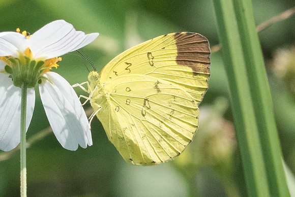 Eurema blanda id--7704 - Koh Samui 16/07/23