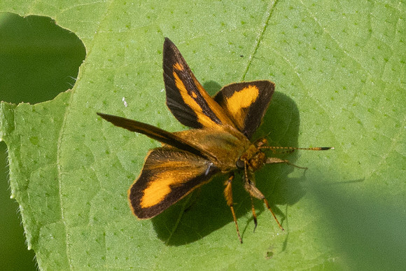 Anthoptus epictetus-5281 - Jardin - 14/06/24