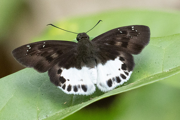 Tagiades menaka menaka-0793 - Chiang Dao - 16/03/24