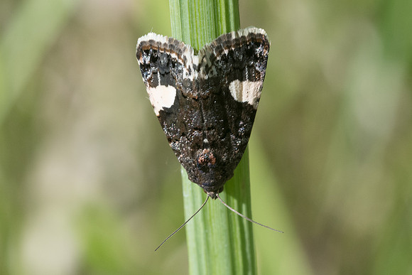 Tyta luctuosa - Montigny sur Loing - 24/05/20