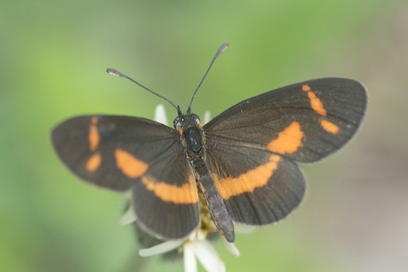 Microtia elva-1368
