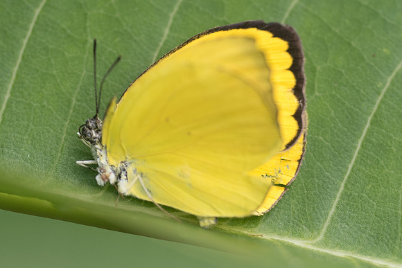 Pyrisitia westwoodii -2329