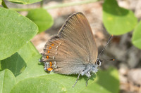 Satyrium esculi-8737 - Castelnau de guers - 25/05/26