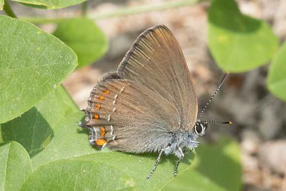 Satyrium esculi-8737 - Castelnau de guers - 25/05/26