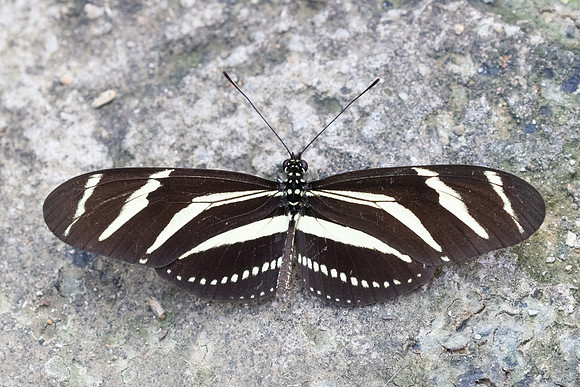 Heliconius charithonia-3782