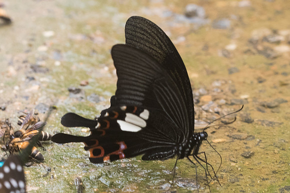 Papilio helenus-5538 - Chiang Dao  - 12/03/23