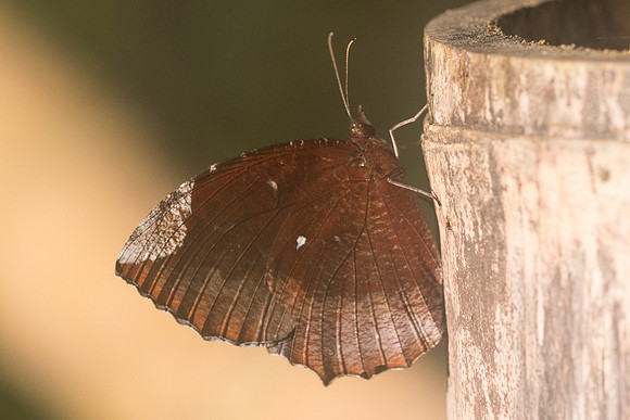 Elymnias hypermnestra-9810 - Chiang Dao - 16/11/23