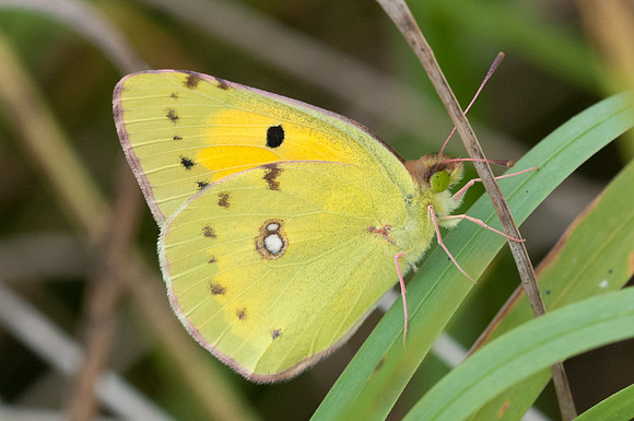 Colias hyale - Espagne - 7/08/2013