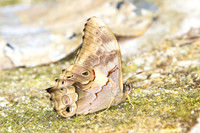 Lethe chandica-3522 - Doi Inthanon - 23/03/25