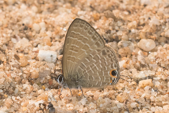 Nacaduba beroe id--8247- Chiang Dao  - 11/03/23