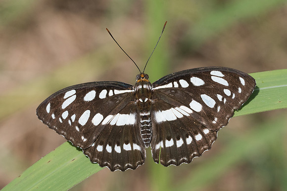 Athyma perius perius-2661- Chiang Rai - 18/11/23