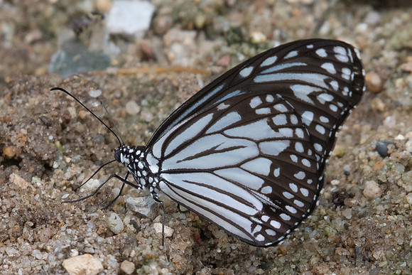 Parantica aglea melanoides-1308 - Chiang Dao - 16/11/23