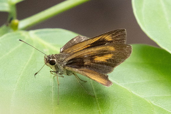 Synapte malitiosa-0326