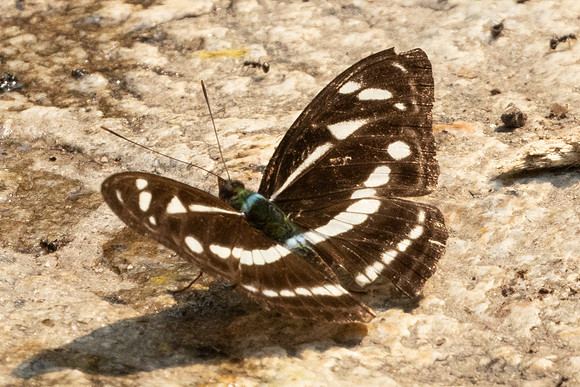 Athyma kanwa phorkys-6812 - Doi-Suthep - 28/03/24
